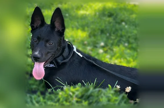 Lost dog, West 18th Street, 1121, Chicago - female, short hair, black coat - photo