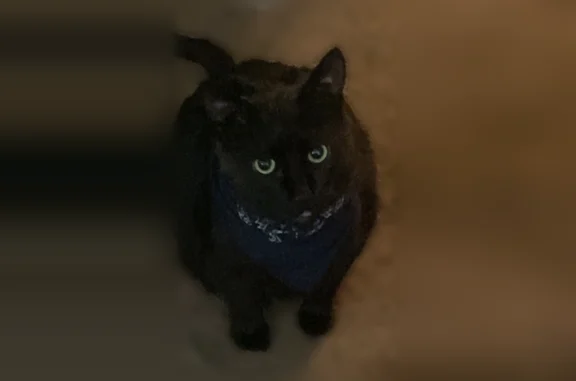 Lost cat, Parks Road, 1765, Cottage Grove - male, large, green eyes - photo