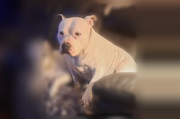 Lost dog, Old US 59, 3744, Ottawa - white with grey spots, very friendly - photo
