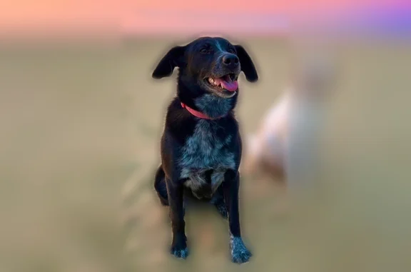 Lost dog, Harmony, West Virginia - female - photo