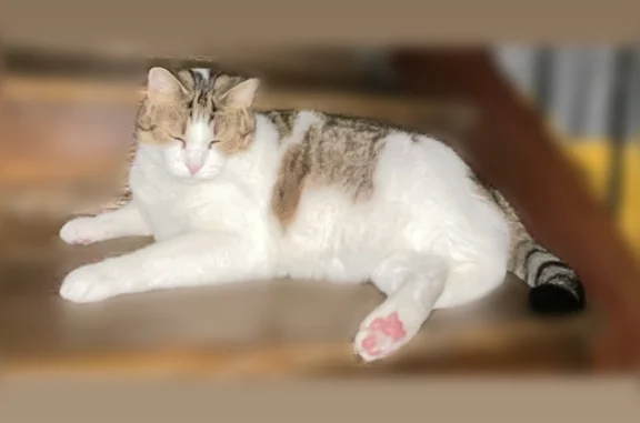 Chat perdu mâle, Place Winston Churchill, 9, Brive-la-Gaillarde - blanc et tigré à poil mi-long - photo