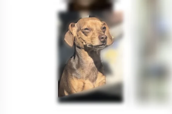 Lost dog, North Samsula Drive, 575, New Smyrna Beach, Orlando - male Dachshund with a white and black checkered collar - photo