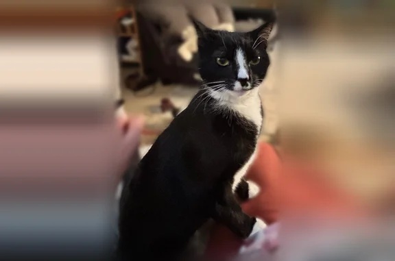 Lost cat, 25 Avenue Court Southeast, Puyallup, Spokane - female, timid, spayed Tuxedo American shorthair - photo