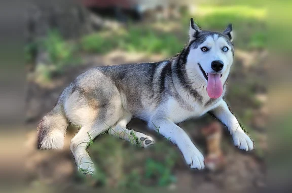 Lost dog, Bedford Road, 1552, Bedford - female, Husky, brown and blue eyes - photo