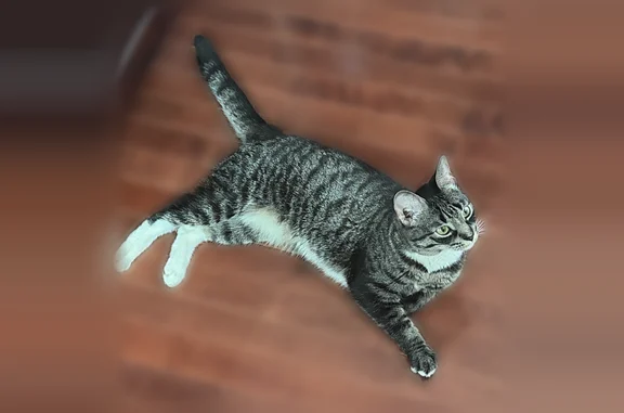 Found cat Manhattan, photo: Found cat, Britton Avenue, 82-01, Manhattan - female with two back white paws