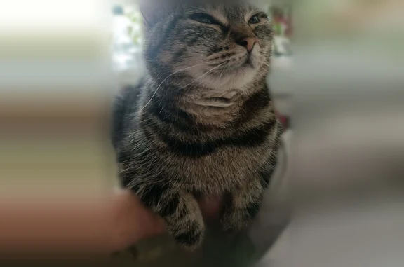 Chat perdu, Route des Fréchets, 51, Saint-Nazaire — femelle tigrée, pucée - photo