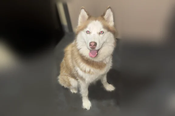Found pets Kansas City, photo: Found dog, female, Parvin Road, Kansas City — white and brown husky with a collar
