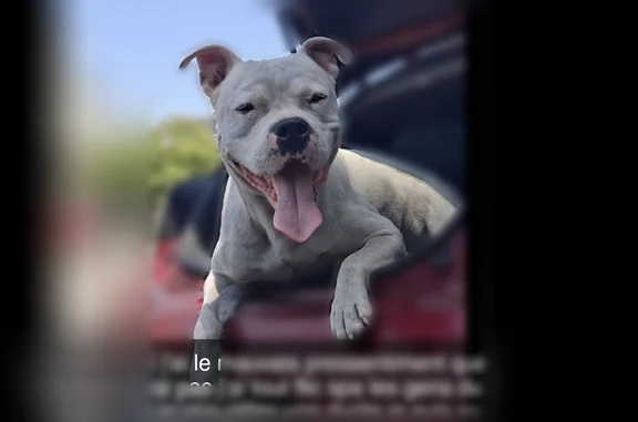 Perdu chien mâle, Route de Saint-Sylvain, 42, Briollay - type staff blanc albinos - photo