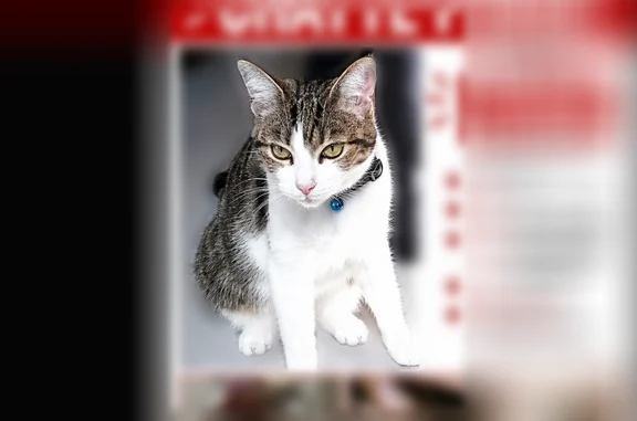 Chat perdu femelle, Rue des Champs Français, 18, Caumont-sur-Aure, Caumont-l'Éventé - nez rose et coussinets - photo