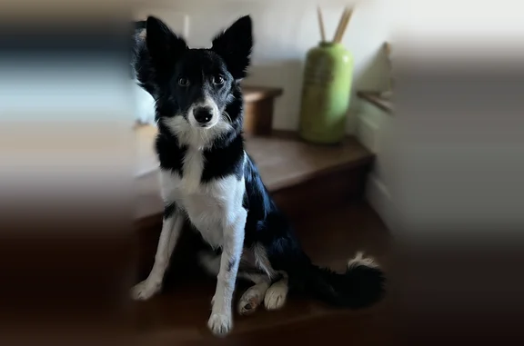 Chien perdu femelle, Rue Bernard Campmartin, 3, Montauban — Border Collie avec collier rose - photo