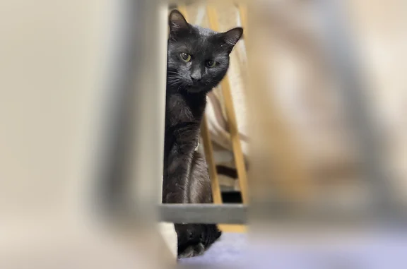 Lost cat, Myrtle Lane, 24, Streamwood - male, 2 years old - photo