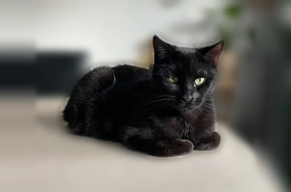 Perdu chat femelle, Chemin des Garennes, 1, Beauvoir-sur-Niort, Niort - entièrement noire aux yeux verts - photo
