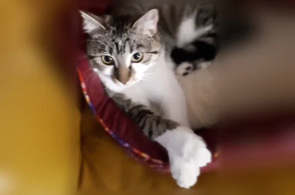 Chat perdu, Allée Brummel, 8, Luc-sur-Mer - femelle stérilisée, 6 ans - photo