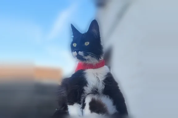Chat perdu, Paris, photo: Chat perdu, Paris - noir et blanc, poil mi-long