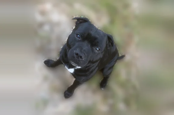  CHIEN PERDU chien dans le secteur de Lusigny. Mâle, noir avec la poitrine blanche, petite taille, type Staffy. Si vous l’avez vu ou recueilli, merci de me contacter au plus vite en message privé ou au 0678033217 MERCI