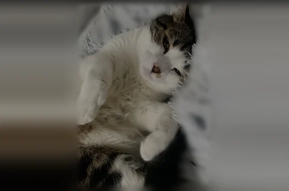 Chat perdu, Rue Jean Pierre Timbaud, 21, Saint-Cyr-l'École, Paris - photo