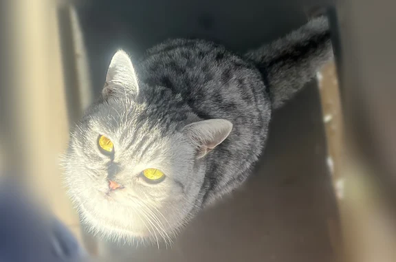 Chat perdu femelle, Rue Colbert, 150, Lille - Scottish straight blanc et gris - photo