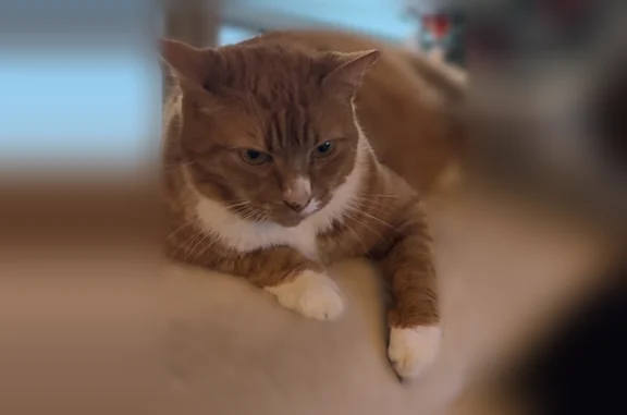 Chat perdu, Saint-Germain-en-Coglès, photo: Chat perdu femelle, Allée des Bleuets, 3, Saint-Germain-en-Coglès - rousse avec des traits blancs