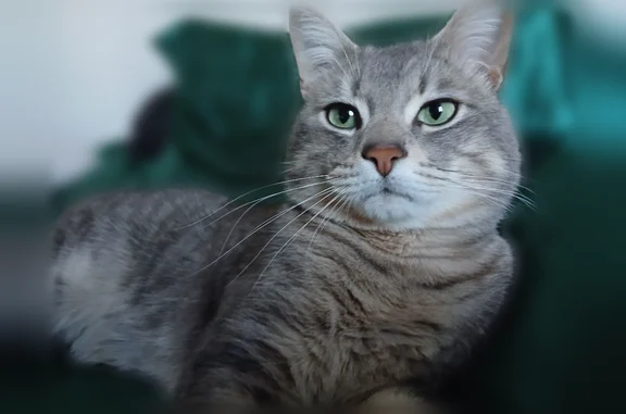 Perdu chat mâle, Chemin de Laprat, 4d, Valence — pelage blanc et couleur capucino - photo