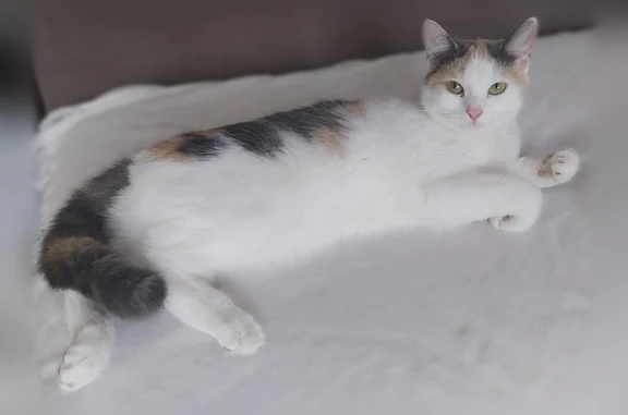Chat perdu, femelle, Avenue Saint-Marcel, Loos, Paris - jeune, n'a pas l'habitude de sortir - photo
