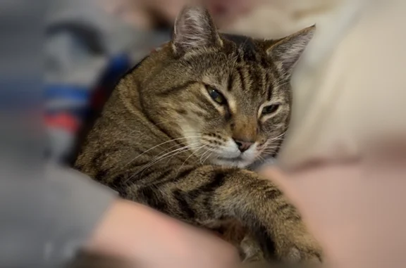 Chat perdu, Strasbourg, photo: Chat perdu, Rue de Mâcon, 24, Strasbourg, Strasbourg - mâle castré, 11 ans