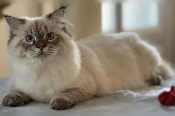 Notre chatte est disparu depuis le 26 juin dans le secteur Jean-Macé / Berthelot. C’est une femelle sibérienne de presque un an, nommée Alba, au pelage blanc et gris. Si vous l’apercevez ou avez la moindre information, merci de me contacter.