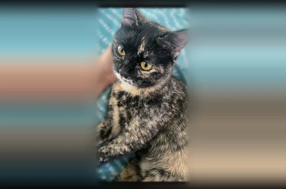 Chat perdu femelle, Rue Georges Bizet, 5, Marcq-en-Barœul, Paris - queue courte et cassée - photo