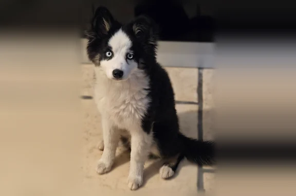Chien perdu mâle, Chemin du Creux du Loup, 70, Ensuès-la-Redonne - Border Collie de petite taille - photo