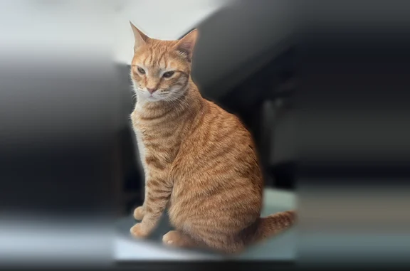 Chat perdu, Rue des Carmes, 48, Saint-Jean-de-Braye - mâle roux tabby, craintif - photo