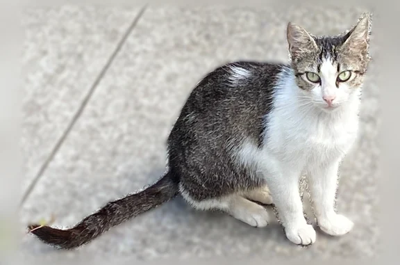 Chat trouvé femelle, Rue Jules andrade, 30, Rennes - non stérilisée - photo