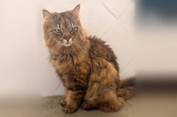 Chat perdu, Meschers-sur-Gironde, photo: Chat perdu mâle, Boulevard de la Corniche, 34, Meschers-sur-Gironde - type Maine coon, tatouage à l’oreille droite