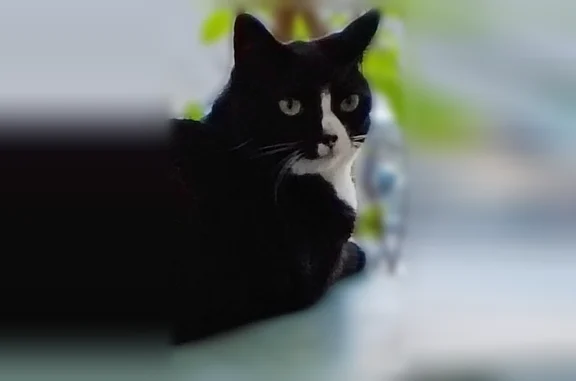 Chat perdu femelle, Rue du Béal, Nice - noir avec museau et plastron blancs - photo