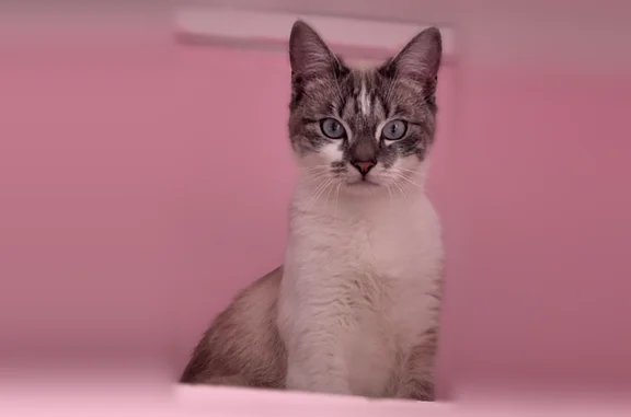 Chat perdu, Paris, photo: Chat perdue femelle, Rue Victor Hugo, 78, Asnières-sur-Seine, Paris - très câline