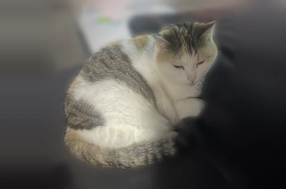 Animaux perdus et trouvés Paris, photo: Chat perdu femelle, Rue Boucle des Hesperides, Magny-le-Hongre, Paris - chatte écaille de tortue