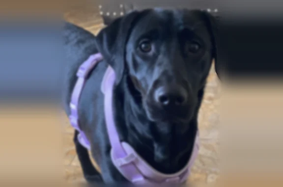 Lost pets Phoenix, photo: Lost dog, West Yuma Street, 310, Phoenix - female, all black Labrador