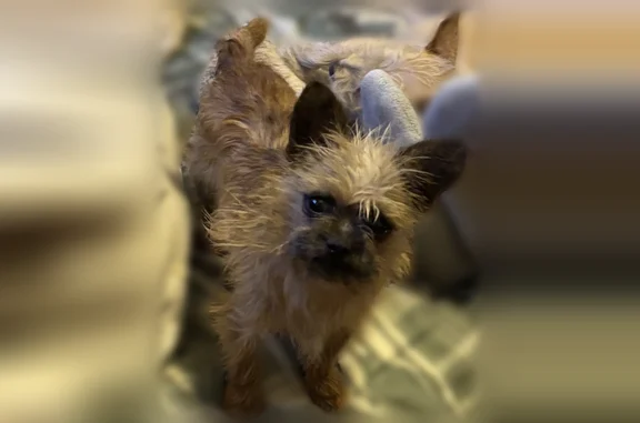 Lost dog, Chatfield Street, 7069, Detroit — male, very small brown shaggy yorkie mix - photo