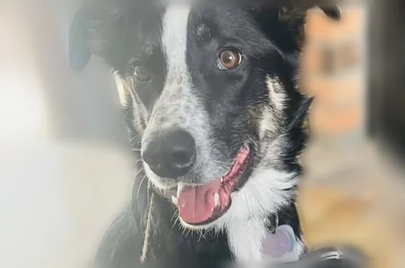 Ollie is a black, short hair, Border Collie, with some white patches. His tags are tucked into a little blue pouch with a paw print on the front of it, on the collar. He's scared of fireworks, manhole covers, and heavy traffic. He's usually very friendly. He usually comes when he hears his name, or when he hears his food being poured into his metal food dish. He was in the backyard last night when someone shot off some fireworks and it spooked him. He jumped the fence and took off.
