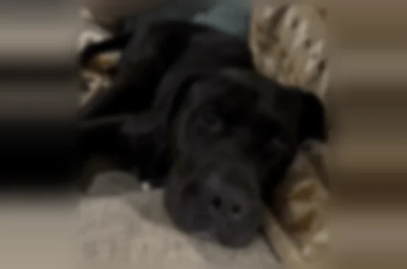 Lost dog, North Taylor Street, Little Rock - black coat, white chest patch, no collar - photo