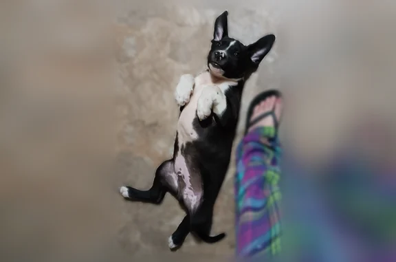 Lost dog, Ozark, Arkansas - black and white puppy - photo