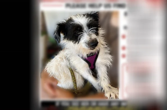 Missing dog Santa Clarita, photo: Lost dog, female, Santa Clarita Road, 27059, Santa Clarita — black and white, small 13-pound terrier mix