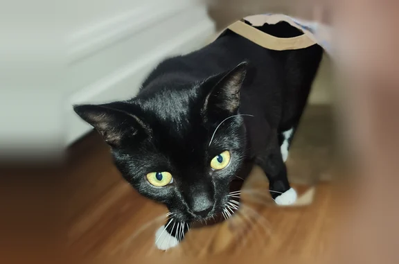 Lost cat, South Dupont Highway, 4948, Camden - 9 month old male tuxedo kitten - photo