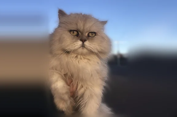 Missing cat Albuquerque, photo: Lost cat, Anaheim Avenue Northeast, 6517, Albuquerque - male white/gray Persian cat