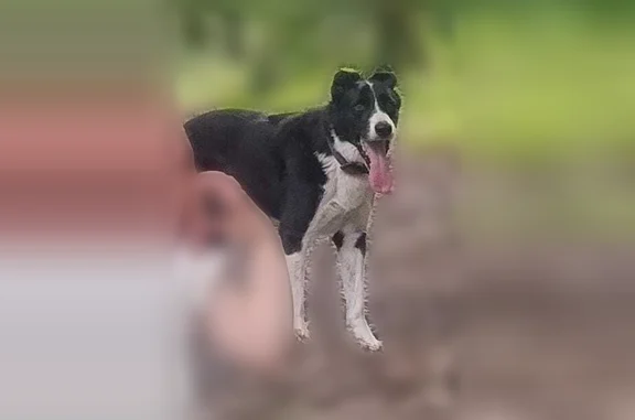 Chien perdu mâle, Route de Saint-Nauphary, 3836, Montauban - border collie noir et blanc - photo