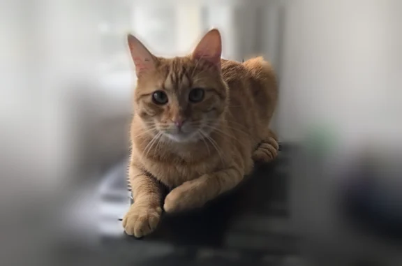 Chat perdu, Rue Jean Prévost, Gennevilliers - femelle - photo