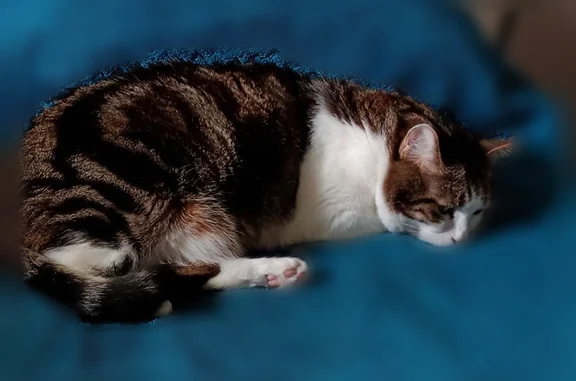Chat perdu mâle, Rue Jean Pierre Timbaud, Saint-Cyr-l'École, Paris - tigré - photo