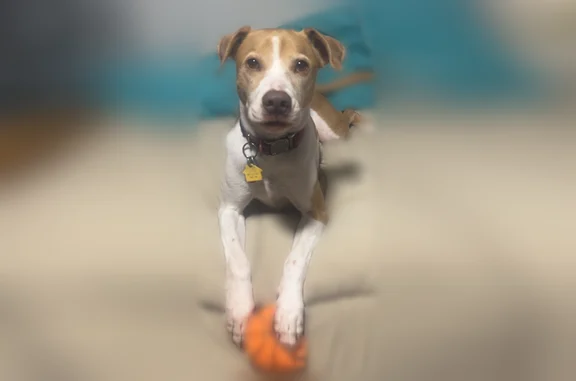Lost dog, Berwin Street, Akron, Cleveland — female husky mix, tan and white, pink collar - photo