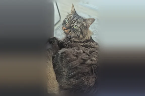 Chat perdu mâle, Rue de la Greneraie, 9, Saint-Sébastien-sur-Loire - gris, très timide - photo
