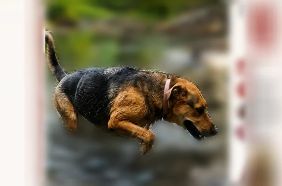 Chien perdu, Chemin des Charbonnières, 100, Doussard - femelle - photo