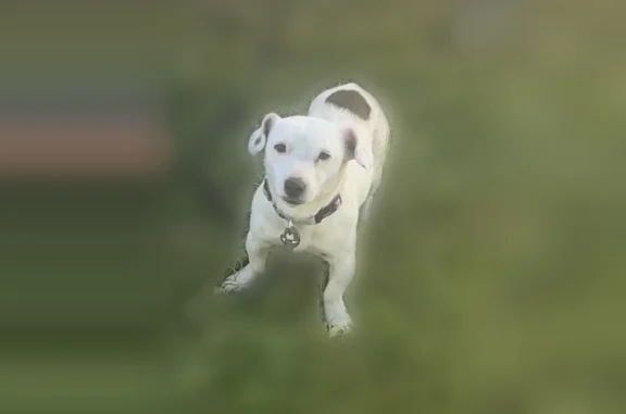 Chien perdu, Lyon - mâle, blanc, petite taille, tache noire sur le dos - photo