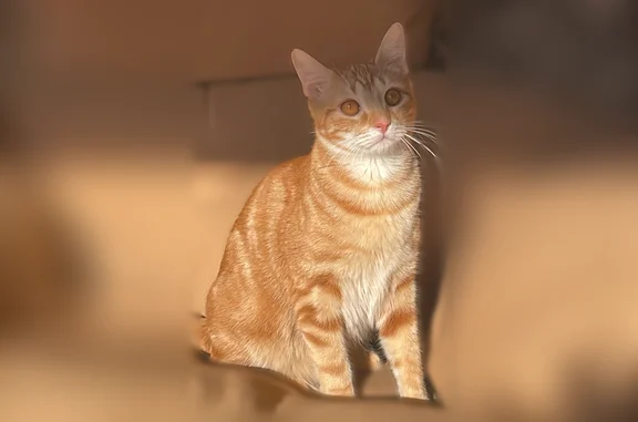 Chat perdu femelle, Rue Alexandre Antonini, 17, Clichy, Paris - roux tigré, craintive - photo